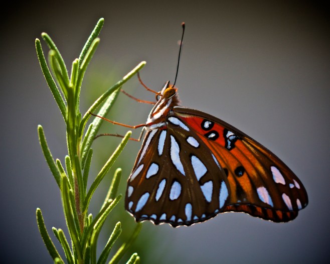 on my favorite plant...rosemary