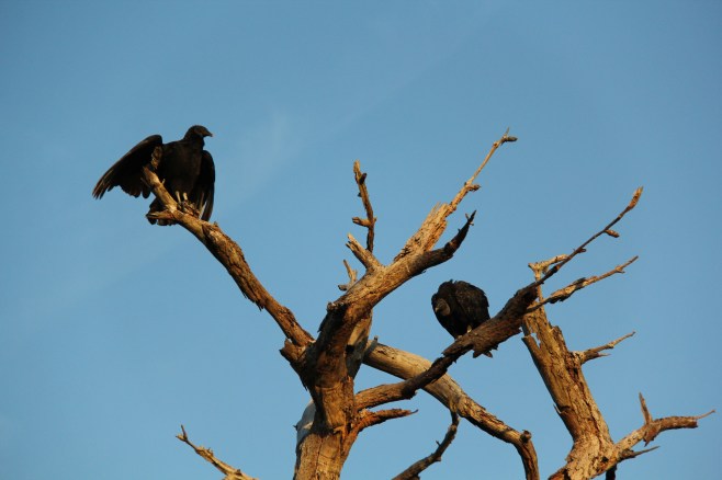 A bit less than 2 feet tall, a tad lighter, a narrower wingspan of 54 inches tipped with white feathers on the undersides of their wings, and the rest is a dull black feathering compared to the Turkey Vulture. The Black Vulture sports a wrinkly face and bare black head. Its legs are white-toned and its rounded tail does not cover all of its legs when in flight. They tend to flock while flying. The Black Vulture will readily feast on live prey instead of just dead or dying prey. They have keen eyesight but lack in a strong sense of smell. Though smaller in size than a turkey vulture, the Black Vulture will aggressively keep Turkey Vultures at bay! The lifespan tends to be about 5 years for the Black Vulture.