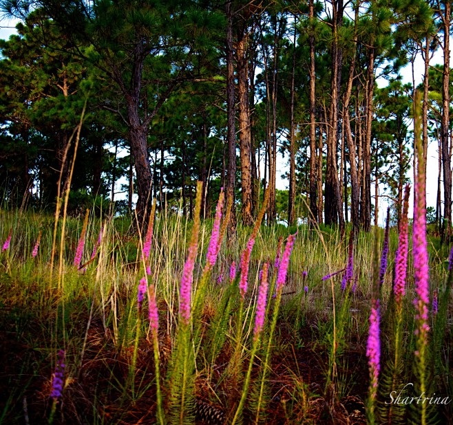 Chapman's Gayfeather  