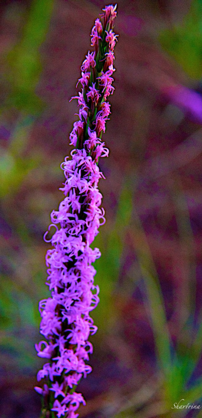 Chapman's Gayfeather 