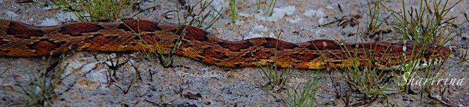 Corn Snake Can live up to 25 years!