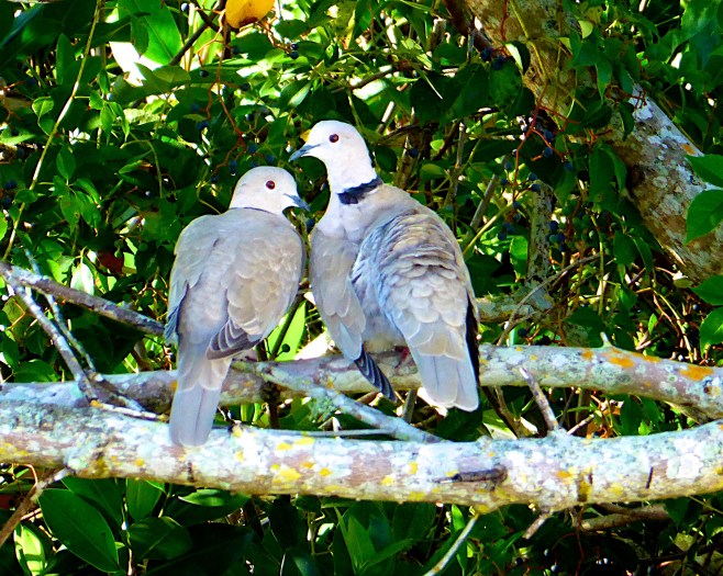 Eurasian Collard-Dove