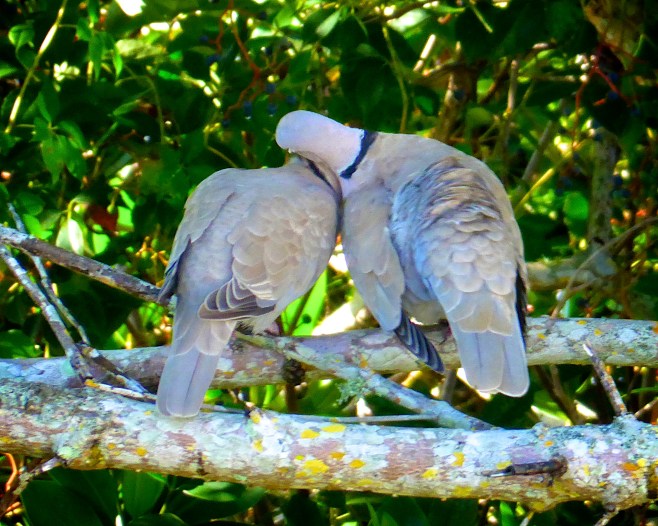 Eurasian Collard-Dove